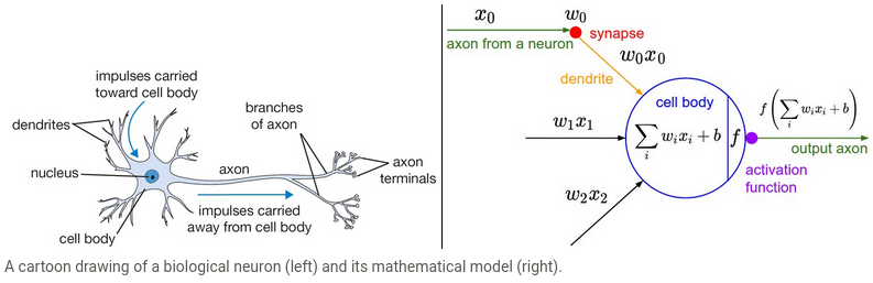 neuron