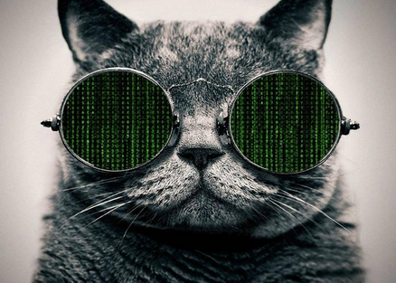 hacking_cat.png